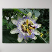 Passion Flower Macro Print (Voorkant)