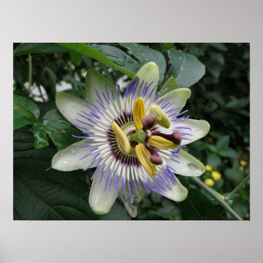 Passion Flower Macro Print (Voorkant)