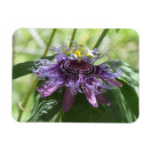 Passion Flower Magneet (Horizontaal)
