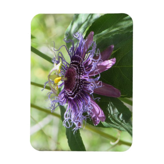 Passion Flower Magneet (Verticaal)