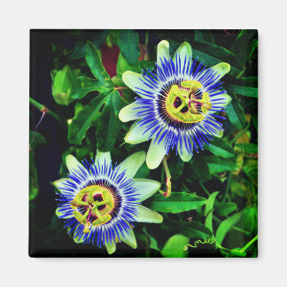 Passion Flower Magneet