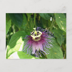 Passion Flower - Paars Briefkaart