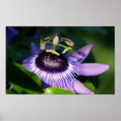 Passion Flower Poster (Voorkant)