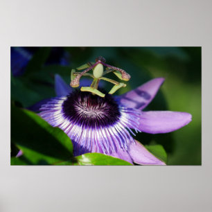 Passion Flower Poster
