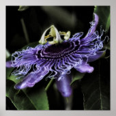 Passion Flower Poster (Voorkant)