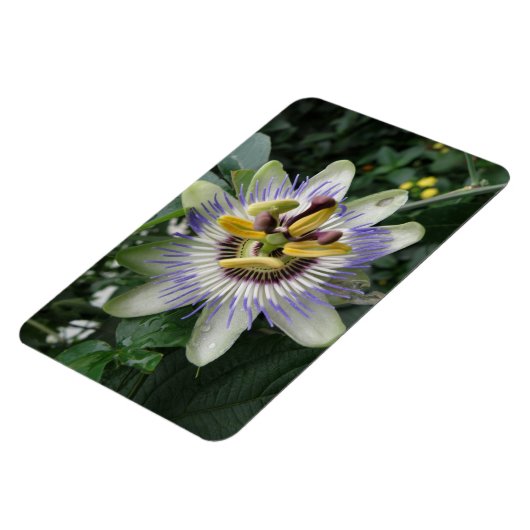 Passion Flower Premium Magnet Magneet (Linkerzijde)