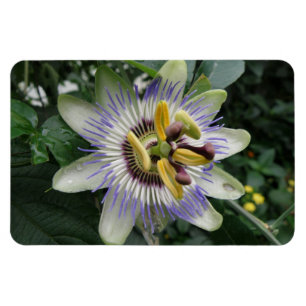 Passion Flower Premium Magnet Magneet