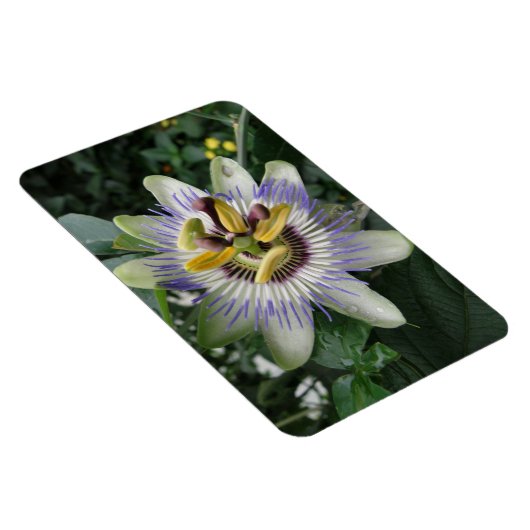 Passion Flower Premium Magnet Magneet (Rechterzijde)