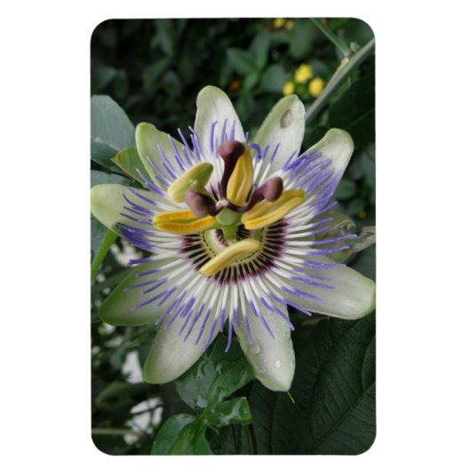 Passion Flower Premium Magnet Magneet (Verticaal)