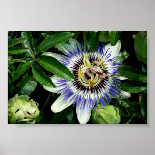 Passion Flower ~Print~ Poster (Voorkant)