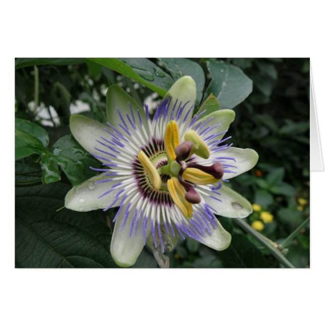 Passion Flower Wenskaart (Voorkant Horizontaal)
