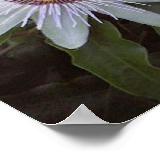 Passion Fruit Vine Flower Poster (Hoek)