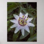 Passion Fruit Vine Flower Poster (Voorkant)