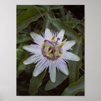 Passion Fruit Vine Flower Poster
