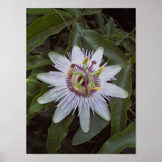 Passion Fruit Vine Flower Poster (Voorkant)