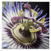 Passionflower close-up (MR) Tegeltje (Voorkant)