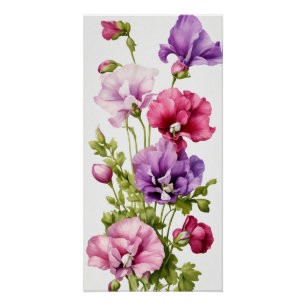 Pastel bloemblaadjes: gestileerde zoete erwtenbloe perfect poster
