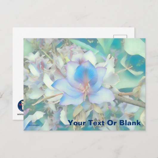 Pastel Blue Blossom Briefkaart (Voorkant / Achterkant)