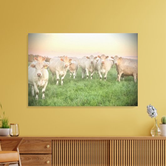  Pastel Charolais runderen in de wei Canvas Afdruk (Insitu (Woonkamer))