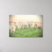 Pastel Charolais runderen in de wei Canvas Afdruk (Voorkant)