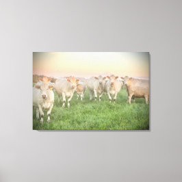  Pastel Charolais runderen in de wei Canvas Afdruk