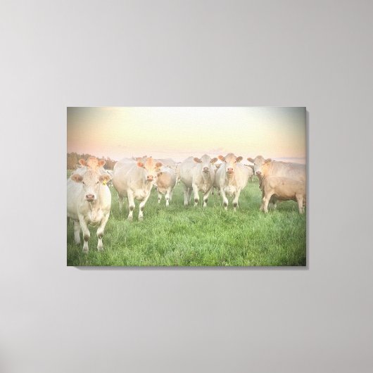  Pastel Charolais runderen in de wei Canvas Afdruk (Voorkant)