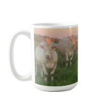  Pastel Charolais runderen in de wei