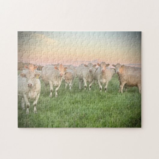 Pastel Charolais runderen in de wei Legpuzzel (Horizontaal)