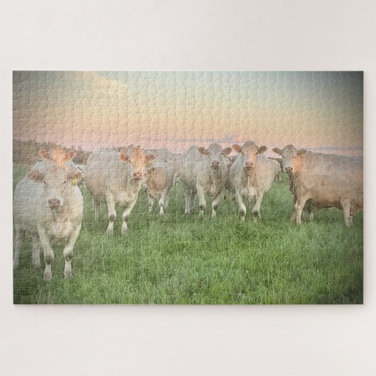  Pastel Charolais runderen in de wei Legpuzzel (Horizontaal)