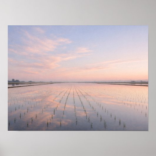 Pastel Dawn Rice Fields Poster - Serene Water (Voorkant)