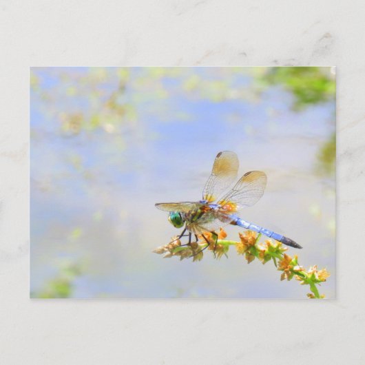 Pastel Dragonfly Briefkaart (Voorkant)