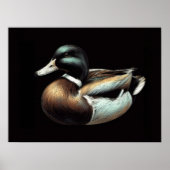 Pastel Drawing Duck Decoy Poster (Voorkant)
