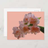 Pastel Gladioli Cust. BG-kleurenDIY-Briefkaart Briefkaart (Voorkant / Achterkant)