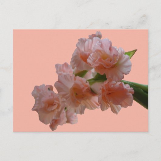 Pastel Gladioli Cust. BG-kleurenDIY-Briefkaart Briefkaart (Voorkant)