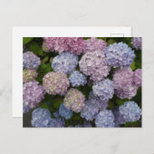Pastel Hydrangea Flowers Close Up DIY Briefkaart (Voorkant / Achterkant)