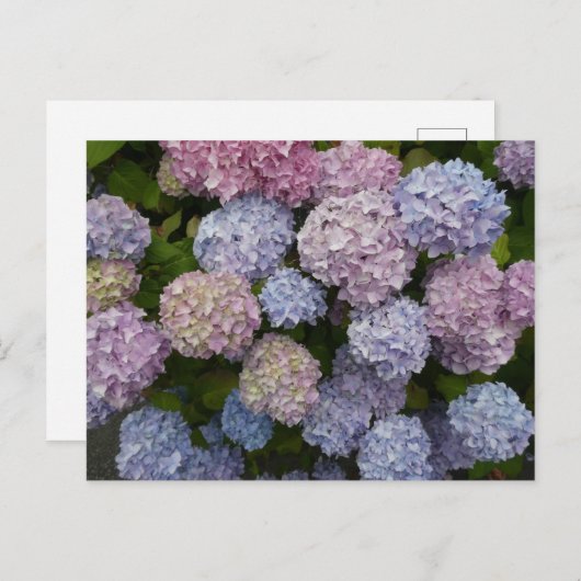 Pastel Hydrangea Flowers Close Up DIY Briefkaart (Voorkant / Achterkant)