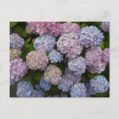 Pastel Hydrangea Flowers Close Up DIY Briefkaart (Voorkant)
