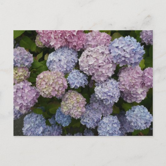 Pastel Hydrangea Flowers Close Up DIY Briefkaart (Voorkant)