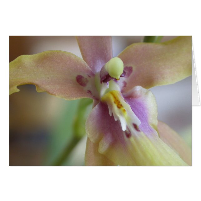 Pastel Miltassia Orchid (Voorkant Horizontaal)