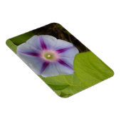 Pastel Morning Glory Magneet (Rechterzijde)