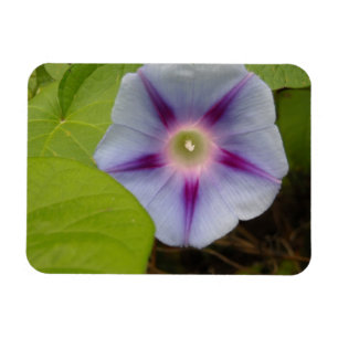 Pastel Morning Glory Magneet