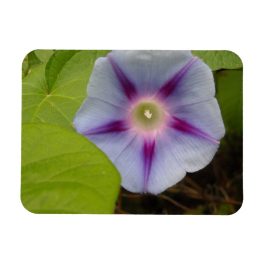 Pastel Morning Glory Magneet (Horizontaal)