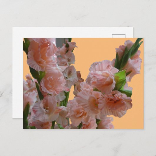 Pastel Oranje roze Gladioli Cust. DIY BRIEFKAART (Voorkant / Achterkant)
