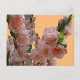 Pastel Oranje roze Gladioli Cust. DIY BRIEFKAART
