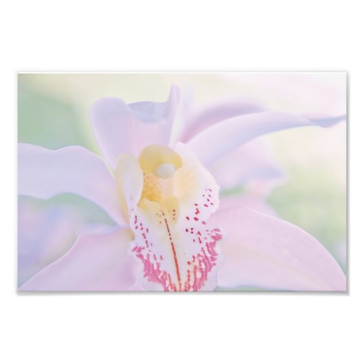 Pastel Orchid Foto Afdruk (Voorkant)