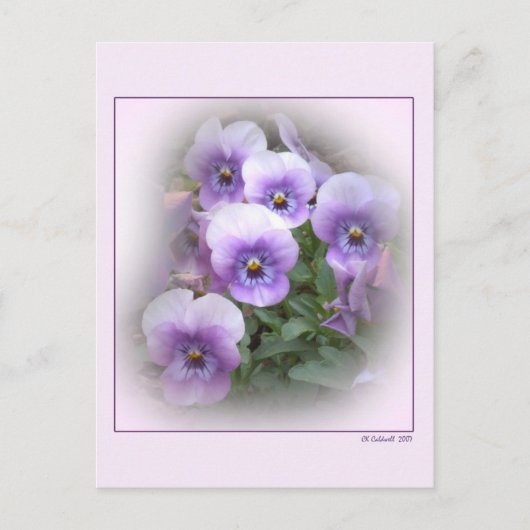 Pastel Pansies Briefkaart (Voorkant)