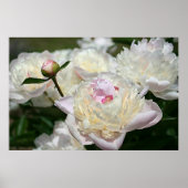 Pastel Peony Waterverf Print Pink White Poster (Voorkant)