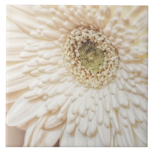 Pastel Petals Flower Chrysanthemum Tegeltje (Voorkant)