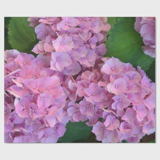 Pastel pink Hortensia hydrangea bloom Cadeaupapier (Vlak)