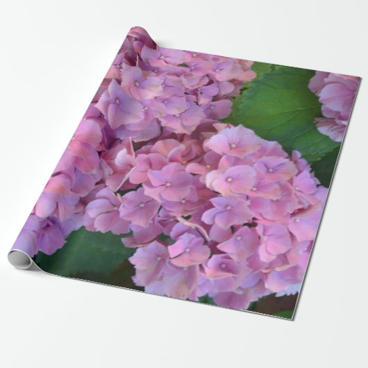 Pastel pink Hortensia hydrangea bloom Cadeaupapier (Uitgerold)